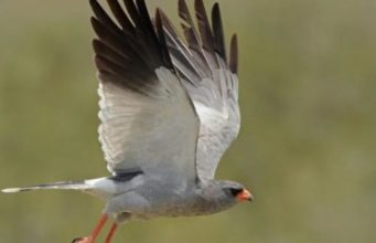 Mrekullia e Krijuesit – Fluturimi dhe qëndrimi i shpendëve në lartësi