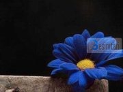 SHPIFJA PËR BURRAT DHE GRATË E NDERSHME