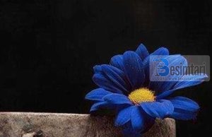 SHPIFJA PËR BURRAT DHE GRATË E NDERSHME