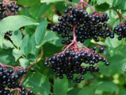 Shtogu, Bima e Artë për Shëndet të Mirë