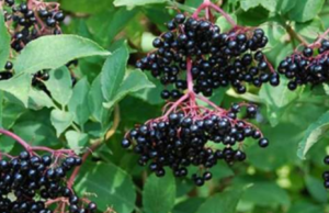 Shtogu, Bima e Artë për Shëndet të Mirë