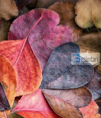 KUSH JANË TË LUMTURIT?!