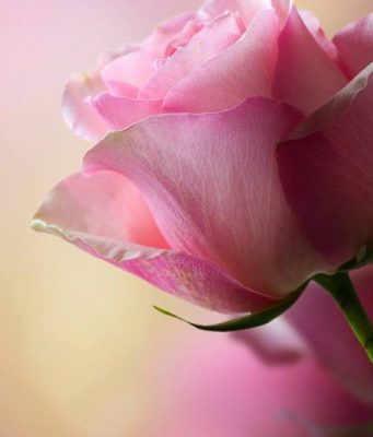 Pse gruaja lind duke qenë e zgjuar?!