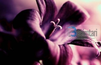 DISA NJERËZ NË JETË NA VIJNË SI BEGATI