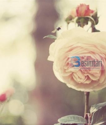 UDHËZO NË PUNË TË MIRA