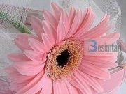 PYETJA E NJË GRUAJE…