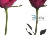 Burri dhe gruaja janë si teshat ndaj njëri tjetri