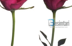 Burri dhe gruaja janë si teshat ndaj njëri tjetri