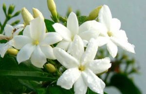 Bëj mirë dhe shpreso mirë!