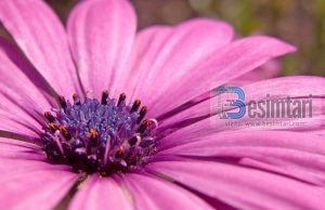 DHJETË POROSI NGA GRATË PËR BURRAT!!