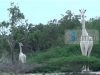 Zbulohen për herë të parë gjirafat e bardha (Video)