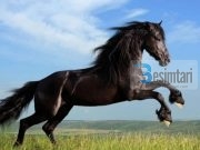 Cilat janë kafshët më inteligjente sipas Ku’ranit…