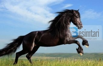 Cilat janë kafshët më inteligjente sipas Ku’ranit…