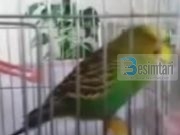 Një papagall në Turqi reciton suren Ihlas (Video)