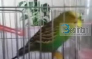 Një papagall në Turqi reciton suren Ihlas (Video)