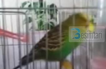 Një papagall në Turqi reciton suren Ihlas (Video)