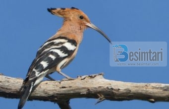 Shpezët në Kuran: Pupëza e Sulejmanit a.s.