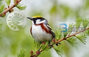 Bëj mirë dhe shpreso mirë!