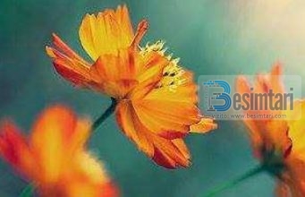 NDALE DHE RUAJE GJUHËN TËNDE!