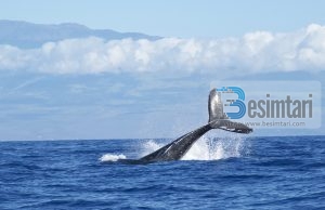 PËRSE MËLÇIA E BALENËS ËSHTË USHQIMI I PARË I BANORËVE TË XHENNETIT?