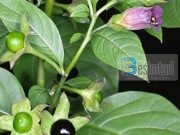 KENI KUJDES NGA DISA BIMË NGA TË CILAT NUK KENI NJOHURI! REAKSIONET E PADËSHIRUARA