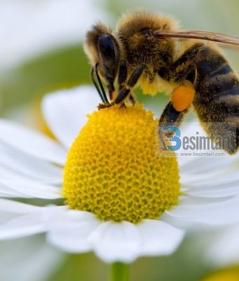 Nga të gjitha insektet vetëm bletët nuk do të jenë në xhehenem