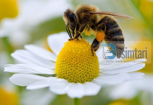 Biene sammelt Blütenpollen