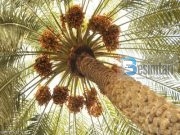 HURMA ARABE – FRUT, USHQIM, ILAÇ, PIJE DHE ËMBËLSIRË