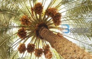 HURMA ARABE – FRUT, USHQIM, ILAÇ, PIJE DHE ËMBËLSIRË