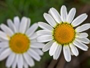 Mos i gjyko njerëzit me shpejtësi!