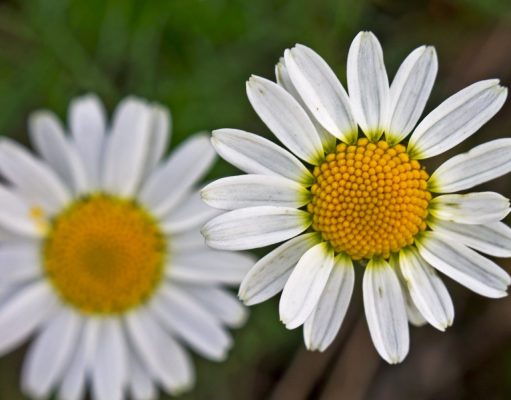 Mos i gjyko njerëzit me shpejtësi!