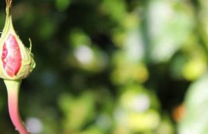 Prej shkaqeve të lumturisë është që të kesh