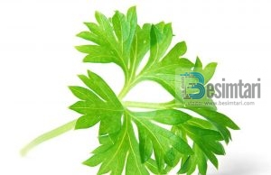 KONSUMOJE MAJDANOZIN