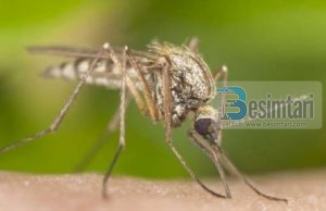 Mrekullia tek mushkonjat