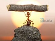 Asnjë nuk do të mbajë barrën e tjetrit