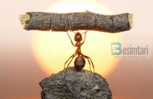 Asnjë nuk do të mbajë barrën e tjetrit