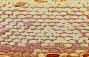 Mjalti “Buka e bleteve”