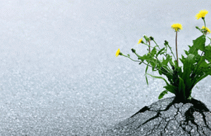 Vlera dhe dobitë e besimit