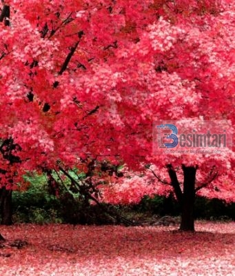 E do lumturinë…??!