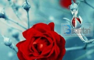 TË DUA… NUK ËSHTË VETËM FJALË