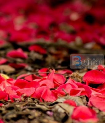 Si ta bësh gruan tënde të lumtur?