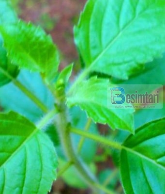 Ja disa të mira shëndetësore të tulsit