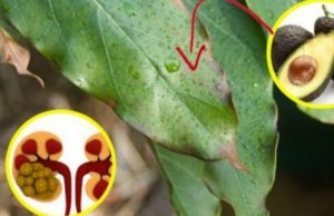 Pastrim i thellë i veshkave: Pas këtij trajtimi, fillojnë punën pandërprerë!