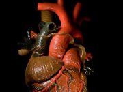 “Shkaqet e ngurtësimit të zemrës janë: