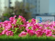 A është haram që të vendosen përmbi varr lule të plastikës apo të gjalla?