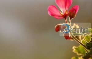 KJO VLEN PËR TËRË JETËN TËNDE !