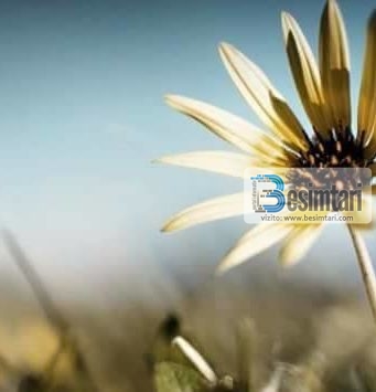 KËSHTU KUPTOHET FEJA