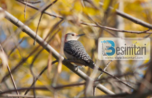 Sekreti i Qukapikut që mbarti mbi supet e tij një nuse lale