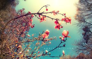 NËSE NUK MË SHIHNI NË XHENET, PYETNI PËR MUA!