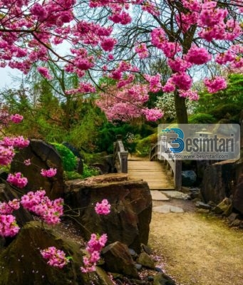 Dalja e Ademit nga Xheneti